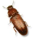 red flour beetle