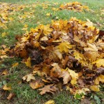 pile of leaves on lawn