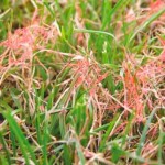 red thread lawn disease control