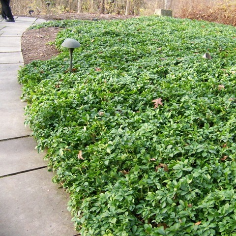 How To Manage Weeds In Groundcover, What Is A Good Ground Cover To Prevent Weeds