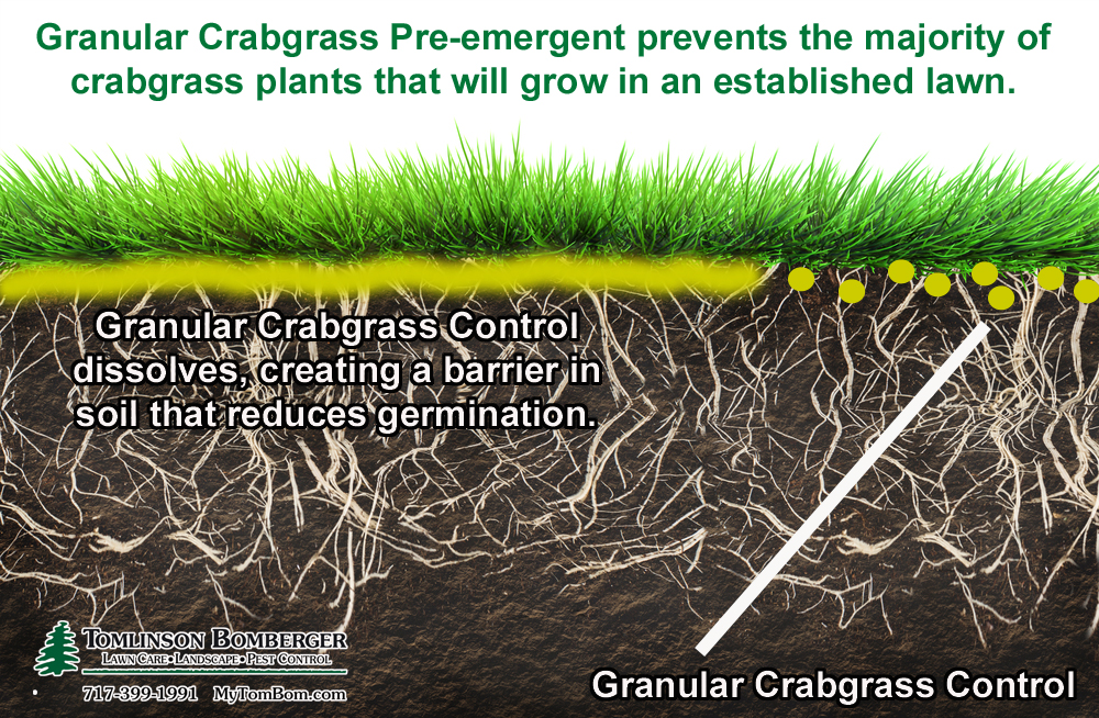 How granular crabgrass pre-emergent works