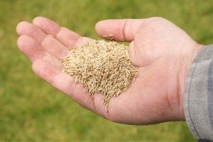 grass seed in hand