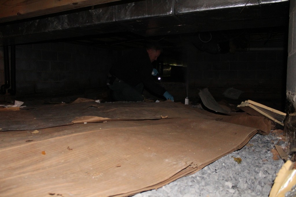 treating crawl space for mice and bugs