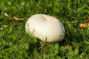 mushroom in grass