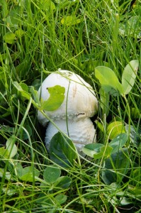 mushroom in lawn
