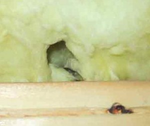 mouse tunnel in insulation