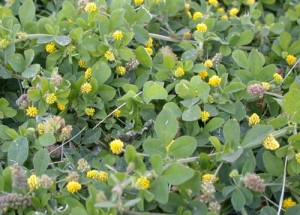 How To Get Rid Of Clover Tomlinson Erger How To Get Rid Of Clover Tomlinson Erger
