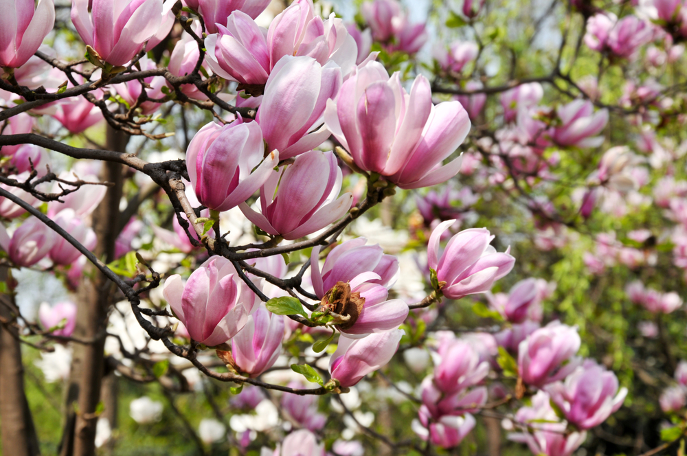 magnolia blooms (2)