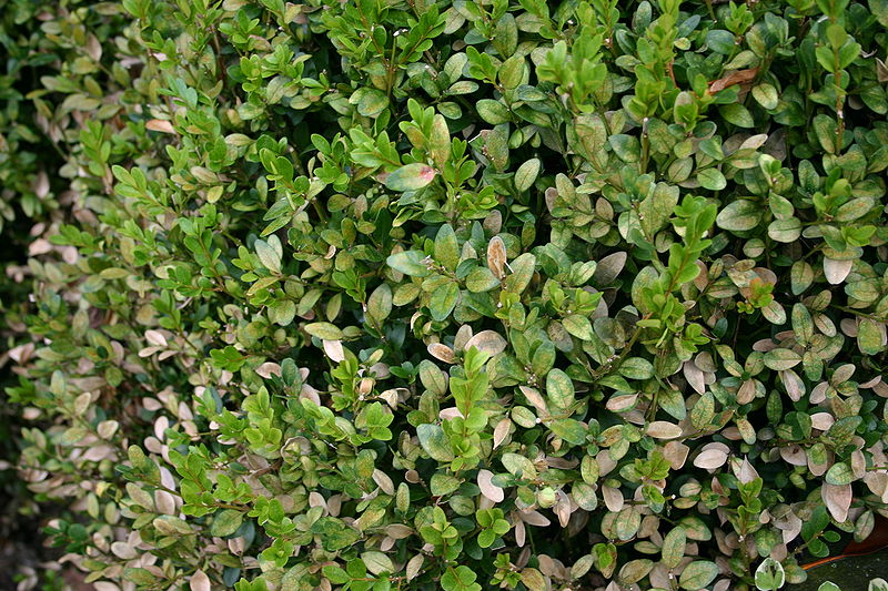 3 Pests that Feed on Boxwoods Tomlinson Bomberger