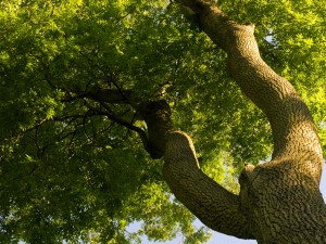Winning Philosophy For Tree Service