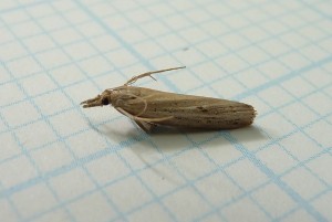 Sod Webworm Moth by Dendroica cerulea