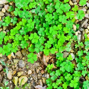 oxalis