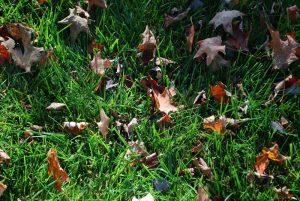 fall lawn care maintenance