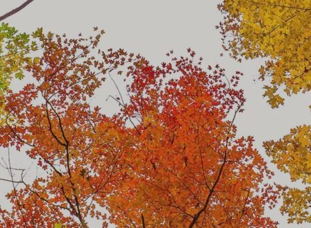 Top 5 Fall Landscape Maintenance Tips to Prepare for Winter
