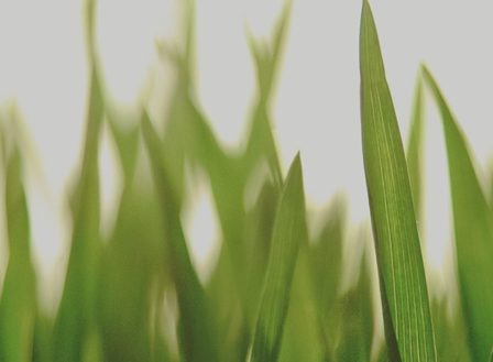 Three Tips for Keeping Your Lawn Green