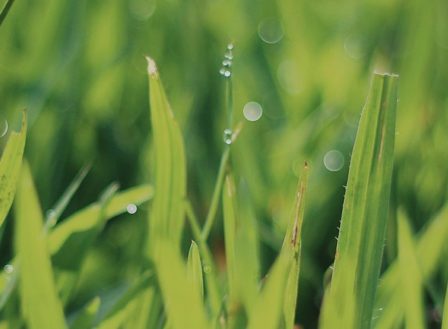 What if it Rains After my Lawn Care Treatment?