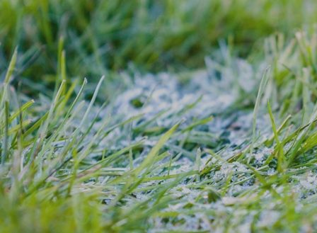 6 Tips for Preparing Your Lawn for Winter