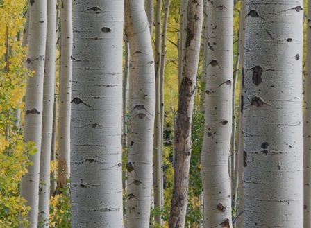 4 Pests that Feed on Birch Trees