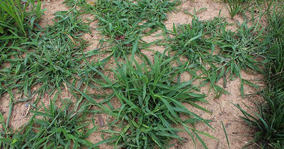 Crabgrass Control in Lancaster and Harrisburg, PA
