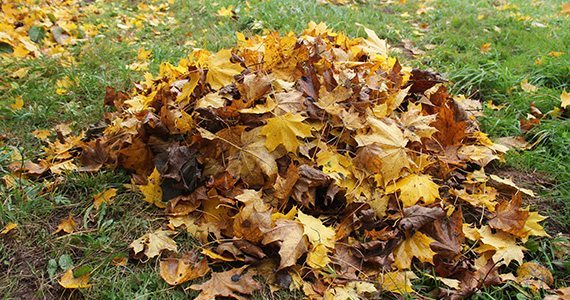Leaf Cleanup Service in Lancaster and Harrisburg, PA