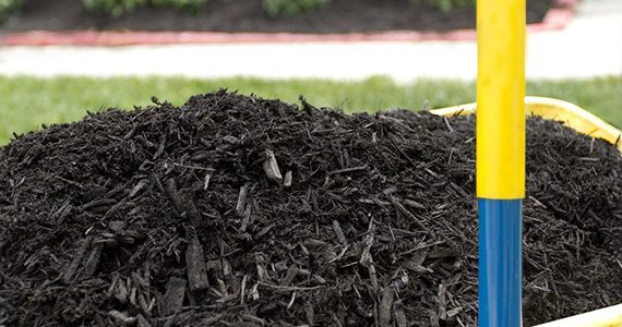 Mulching helps reduce weed growth