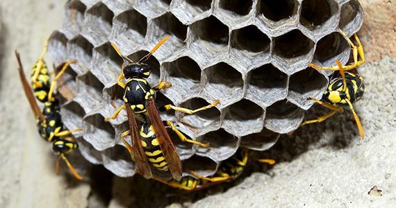 Paper Wasp Control in Lancaster & Harrisburg, PA