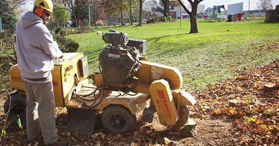 How do you Remove a Tree Stump?