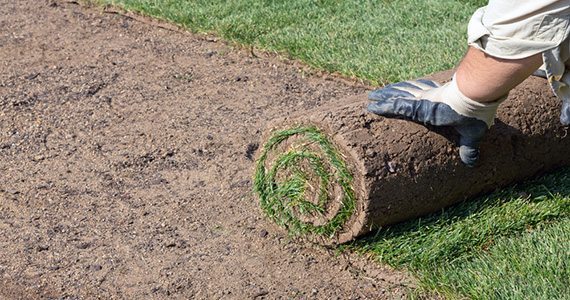 Installing sod allows for instantaneous results when establishing a lawn