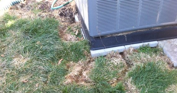 Vole control in Lancaster and Harrisburg, PA