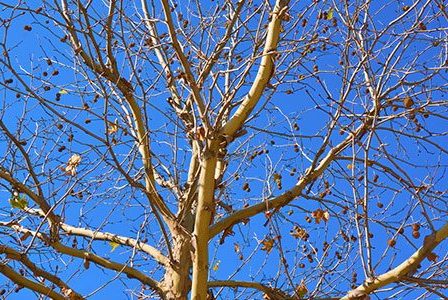 Is My Tree Dying?  Top 5 Warning Signs