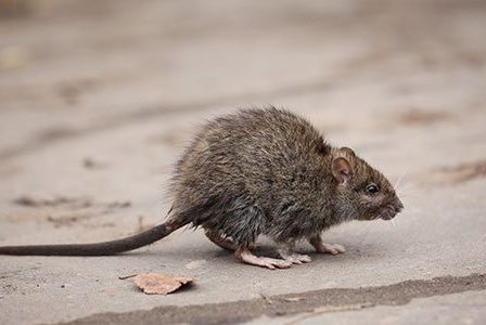 5 Insane (But True) Facts about Pest Control
