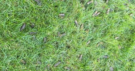 What is Lawn Aeration?