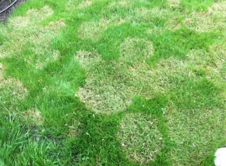Why Is My Lawn Dying?