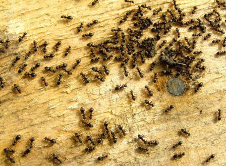 Pest Control Expert – An Interview