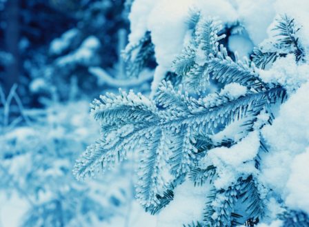 Prepare like a Pro – 4 Winter Landscaping Tips