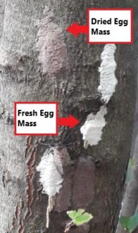 fresh and dried spotted lanternfly egg masses