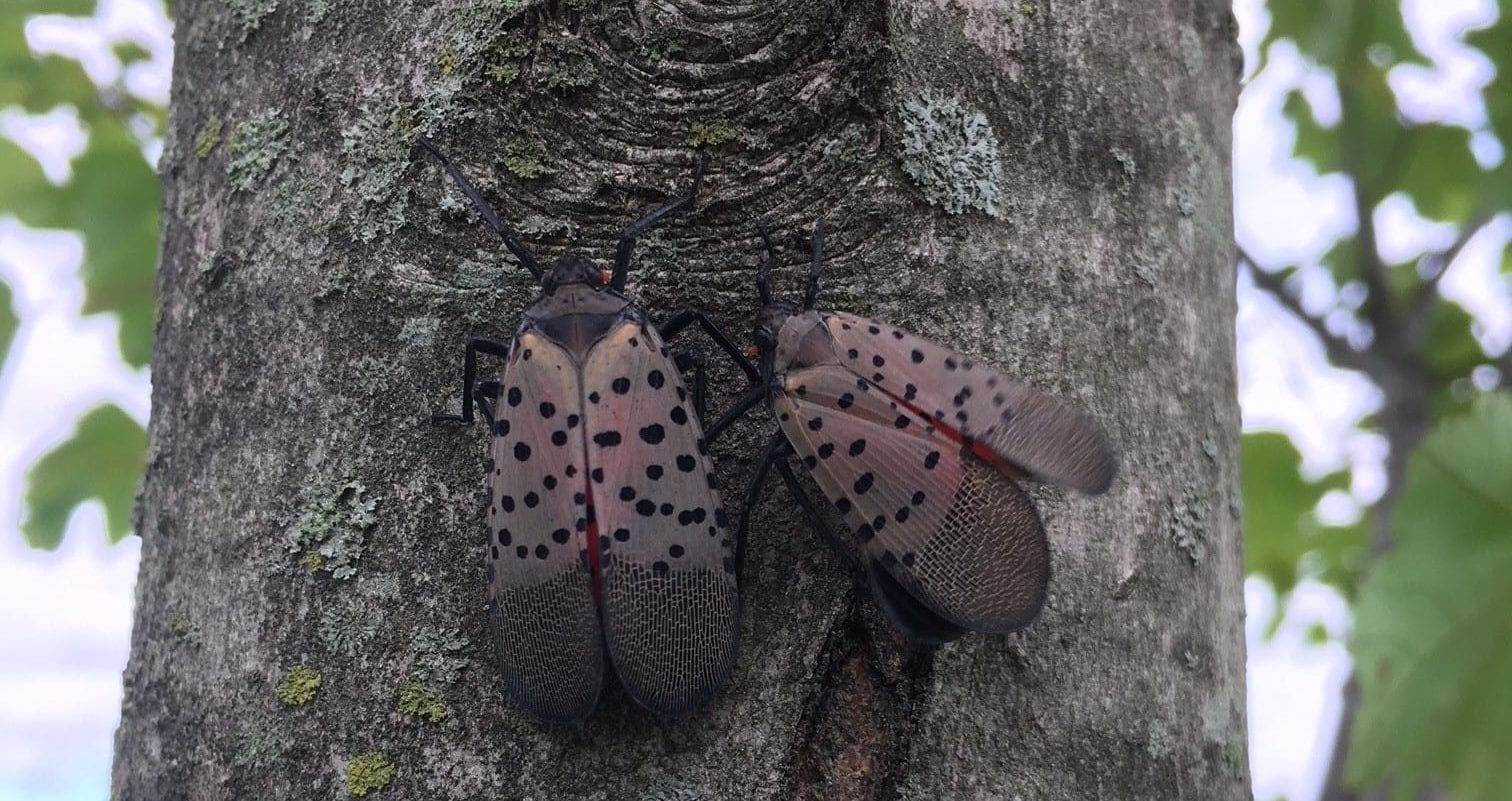 4 Pests that Feed on Birch Trees Tomlinson Bomberger