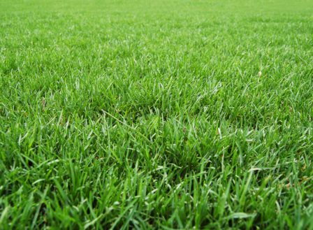 5 Steps to a Great Lawn!
