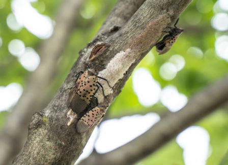 Spotted Lanternfly laying eggs on a tree