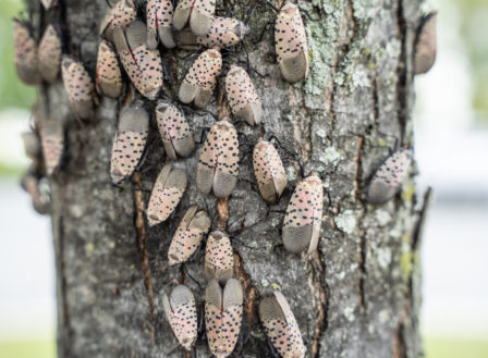 Stop the Spread of the Spotted Lanternfly!
