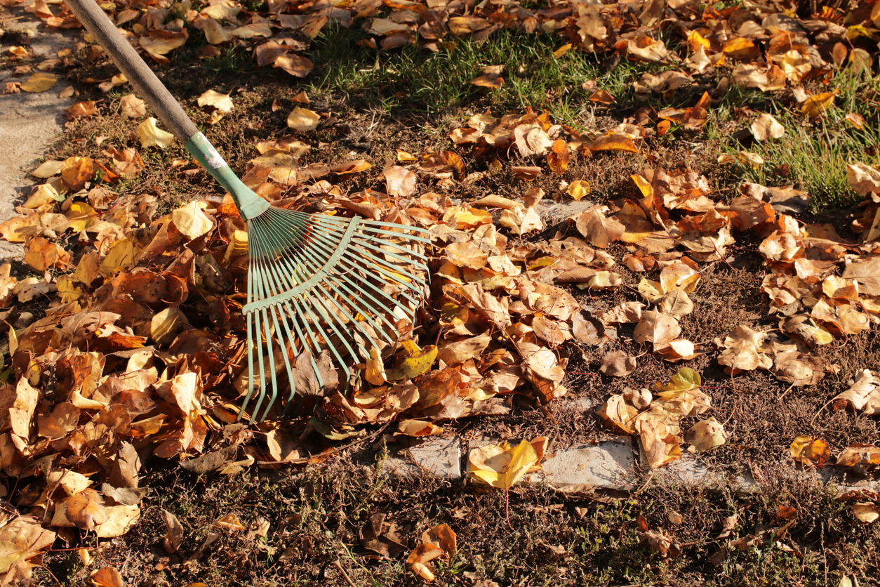 Rake leaves and clean up your lawn