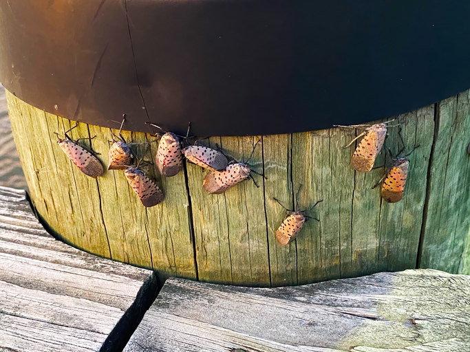 Spotted Lanternflies on a pot