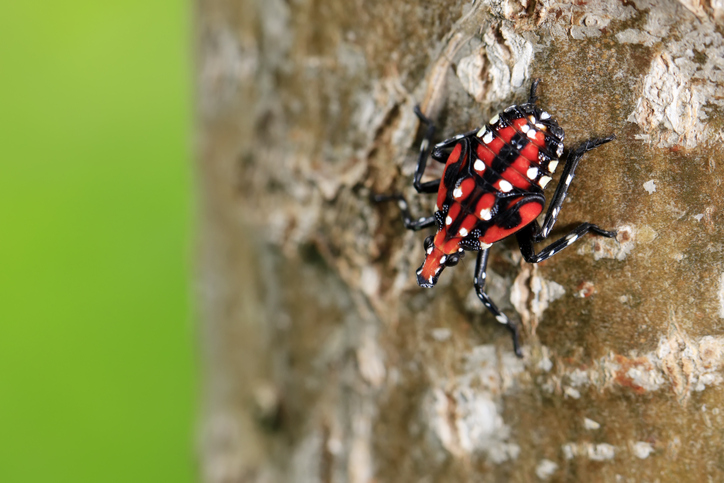Spotted Lanternfly nymph on a tree