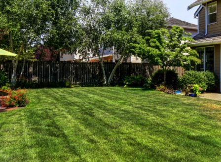 Help! Do I have lawn disease?