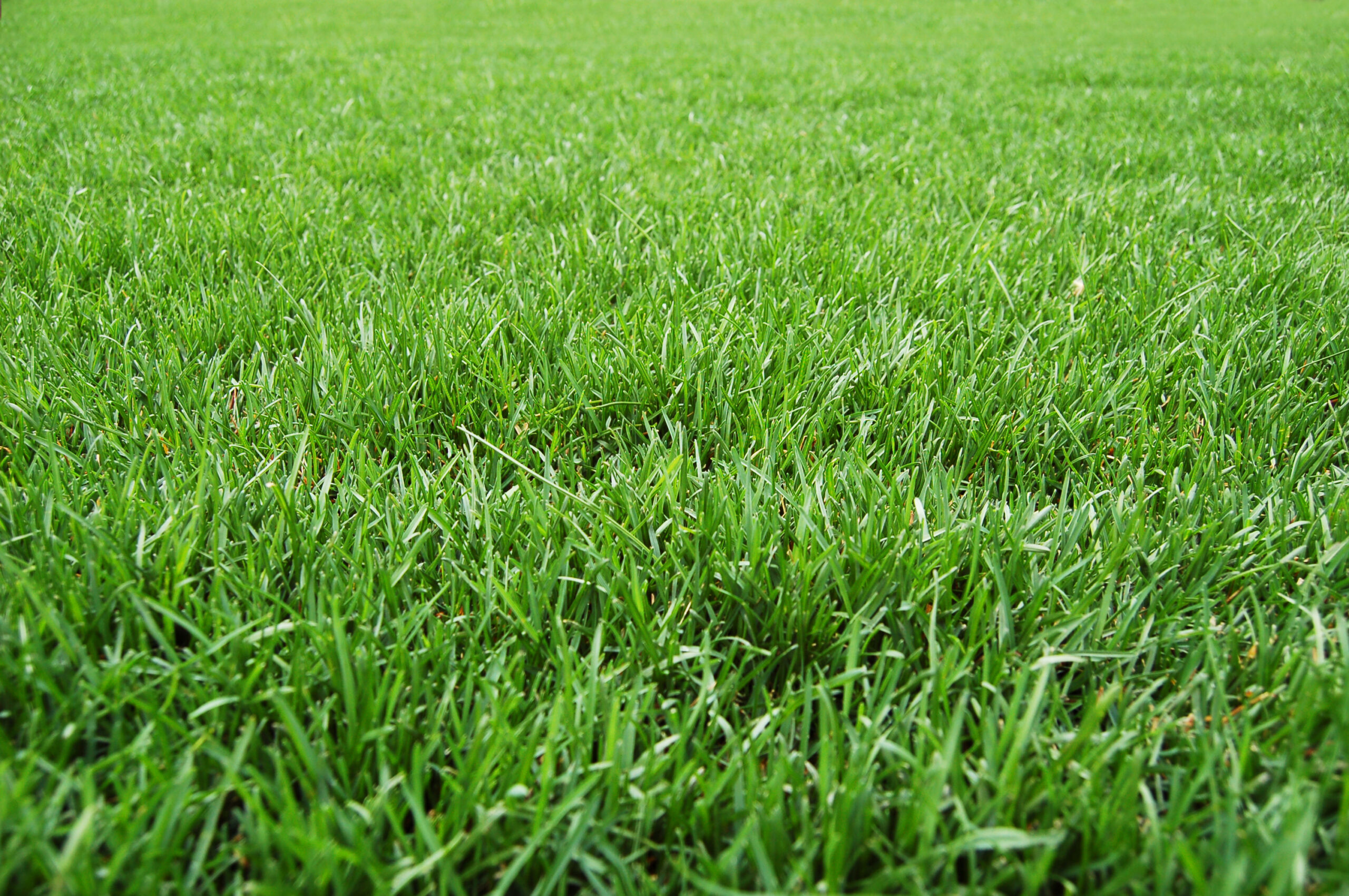 Beautiful healthy lawn with the help of fertilization