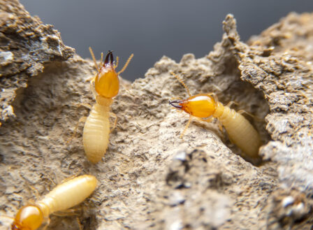 The Trouble with Termites: Steps for Long-Term Protection