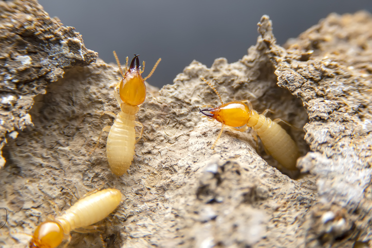 The Trouble with Termites: Steps for Long-Term Protection