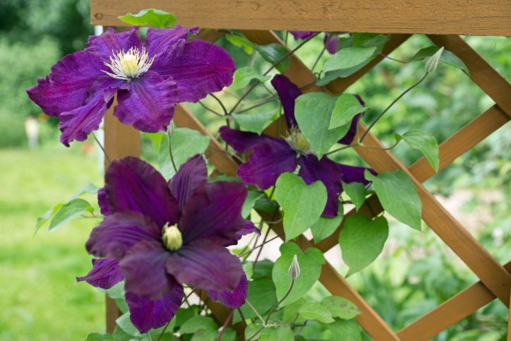 Wood trellis with a climbing plant and a purple flower.